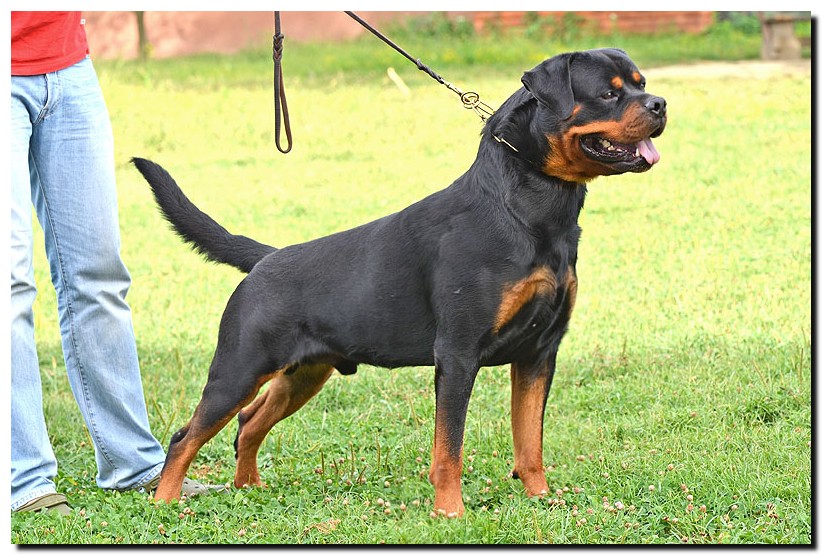 Excalibur vom Quercus Wald Excalibur vom Quercus Wald